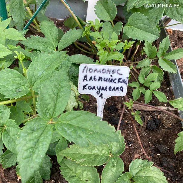 превью изображения отзыва