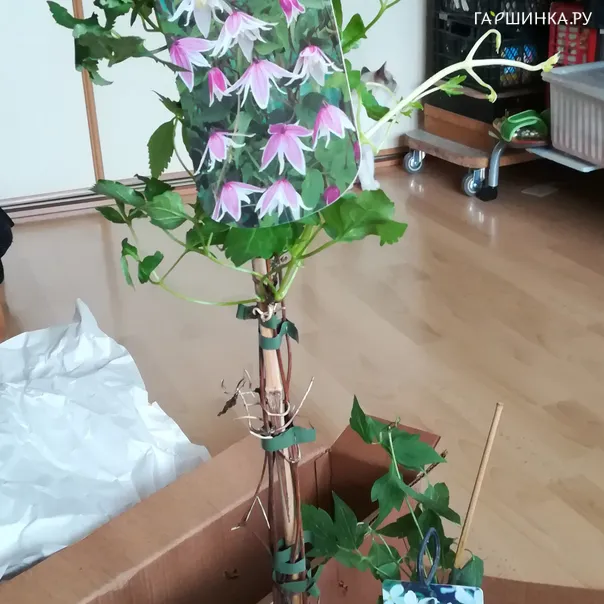 превью изображения отзыва