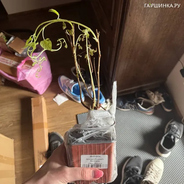 превью изображения отзыва