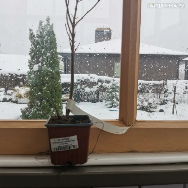 превью изображения отзыва