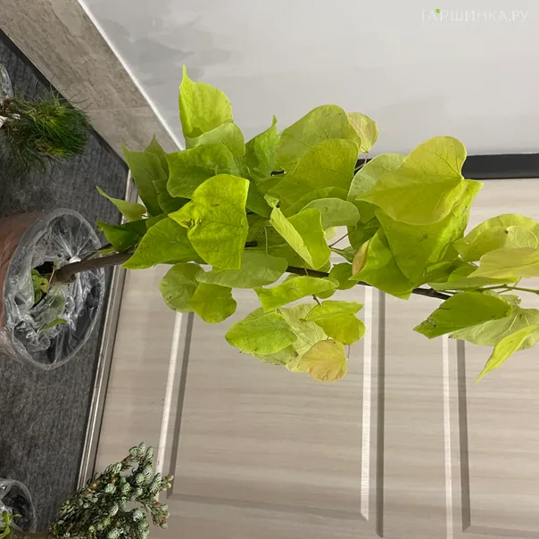 превью изображения отзыва