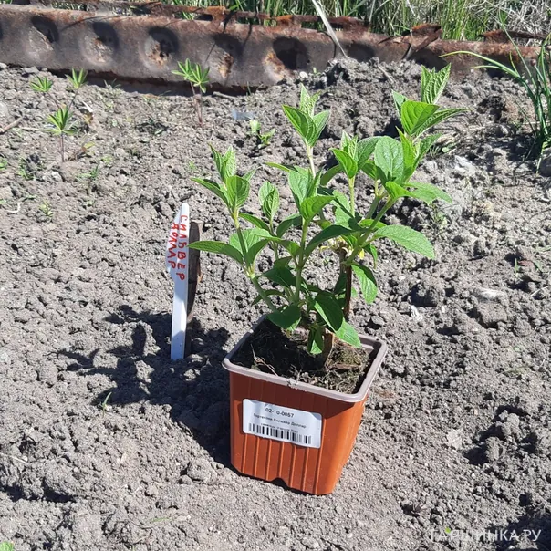 превью изображения отзыва