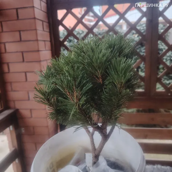 превью изображения отзыва