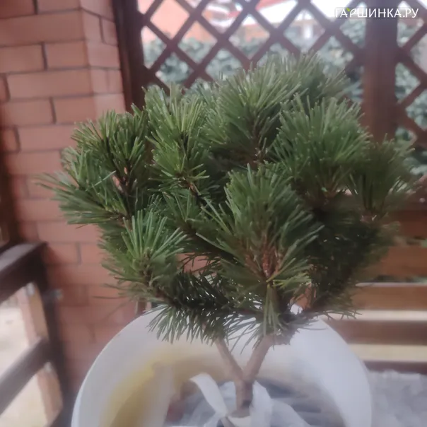 превью изображения отзыва