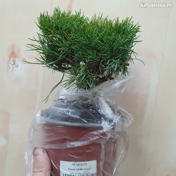 превью изображения отзыва
