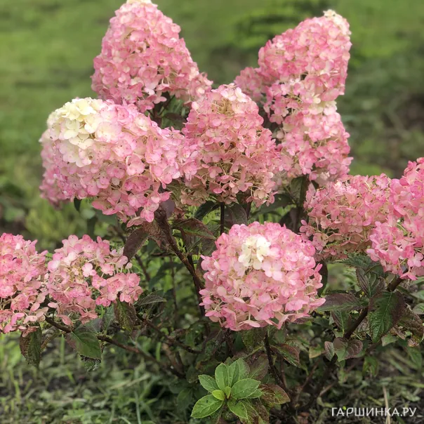 превью изображения отзыва