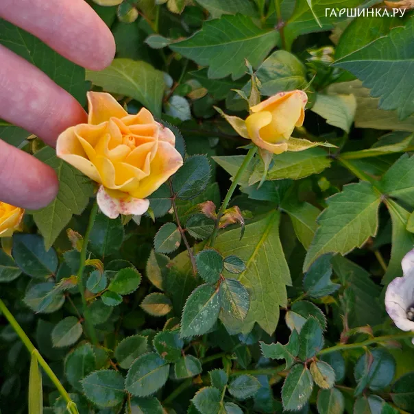 превью изображения отзыва