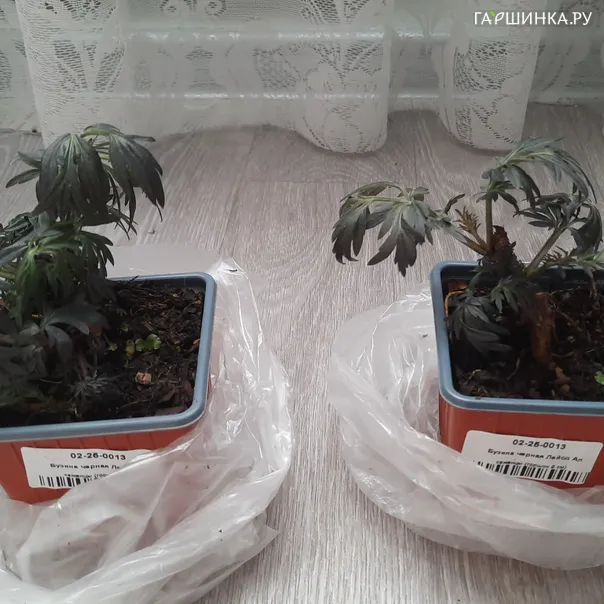 превью изображения отзыва