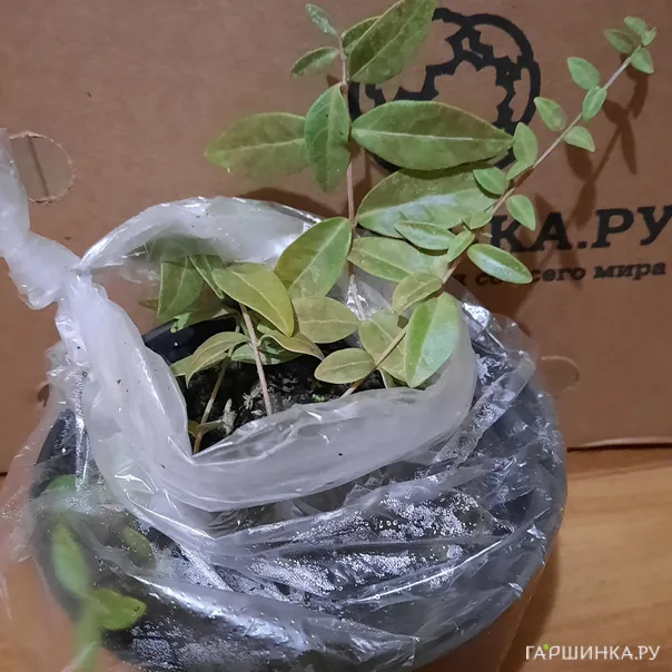 превью изображения отзыва