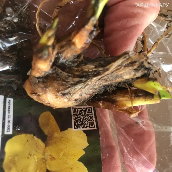 превью изображения отзыва