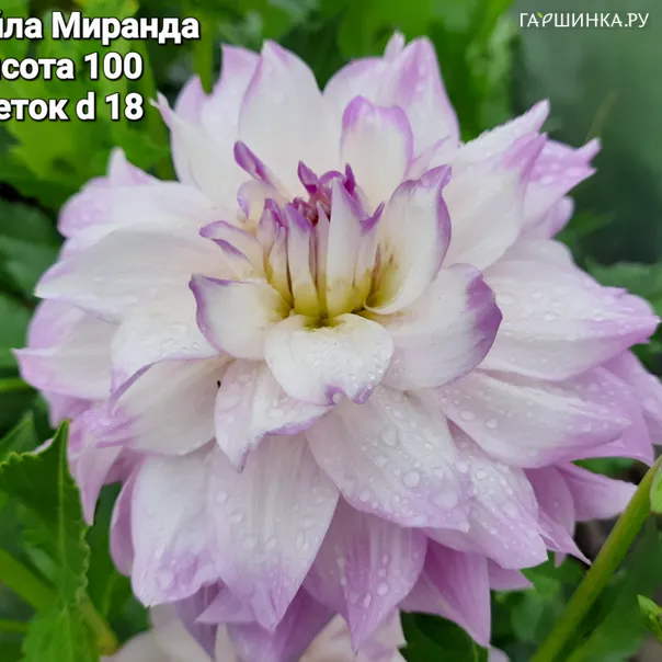превью изображения отзыва