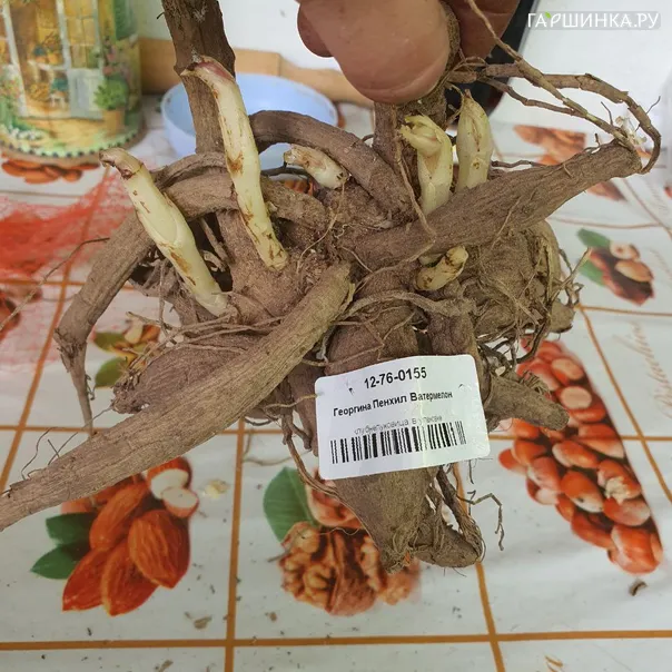 превью изображения отзыва
