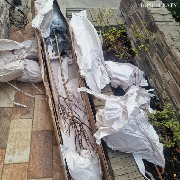 превью изображения отзыва