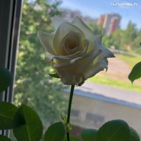превью изображения отзыва