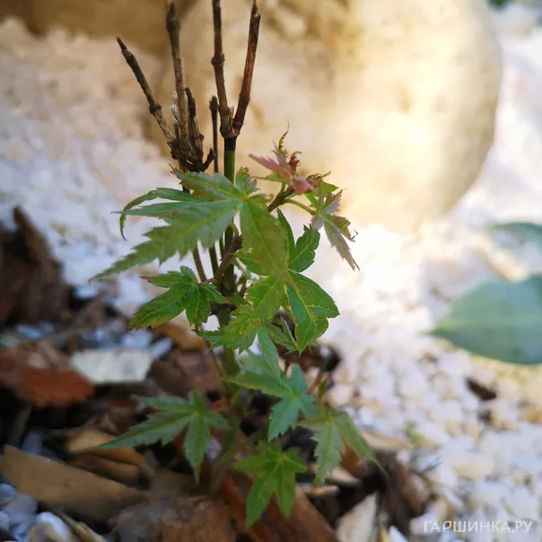 превью изображения отзыва