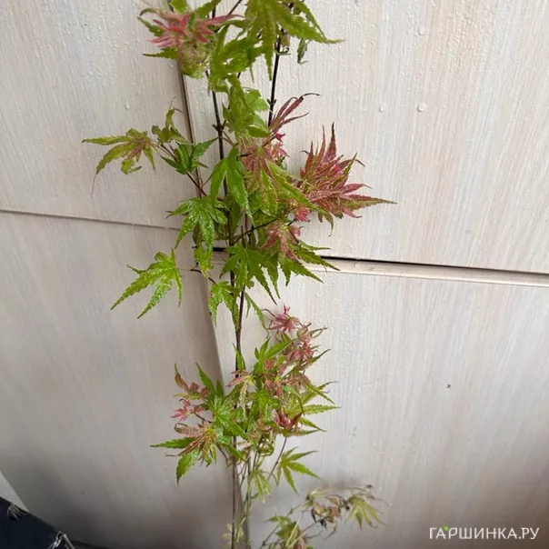 превью изображения отзыва