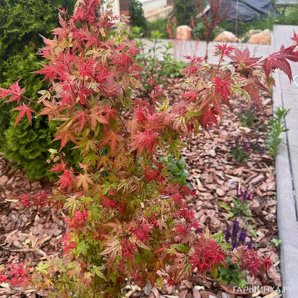 превью изображения отзыва