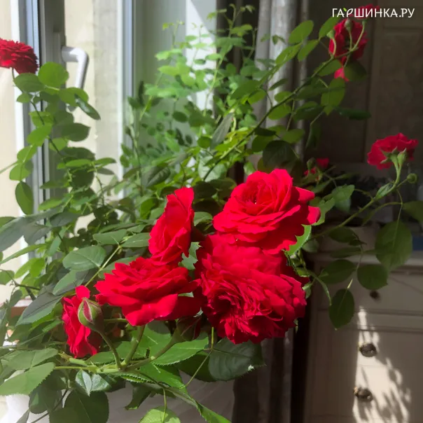 превью изображения отзыва