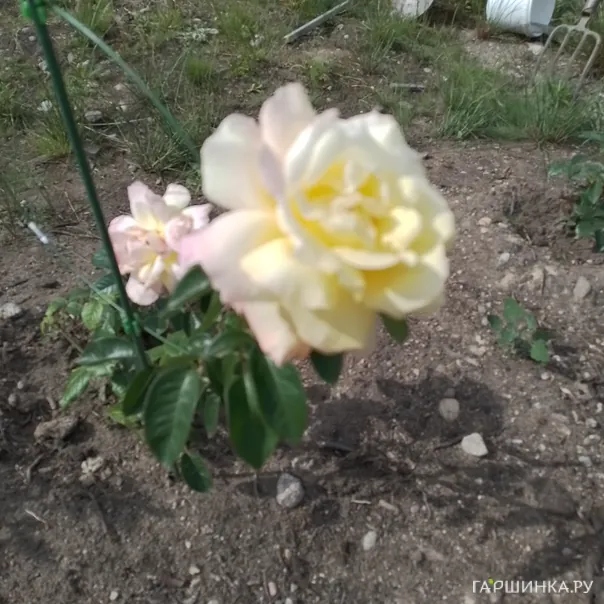 превью изображения отзыва