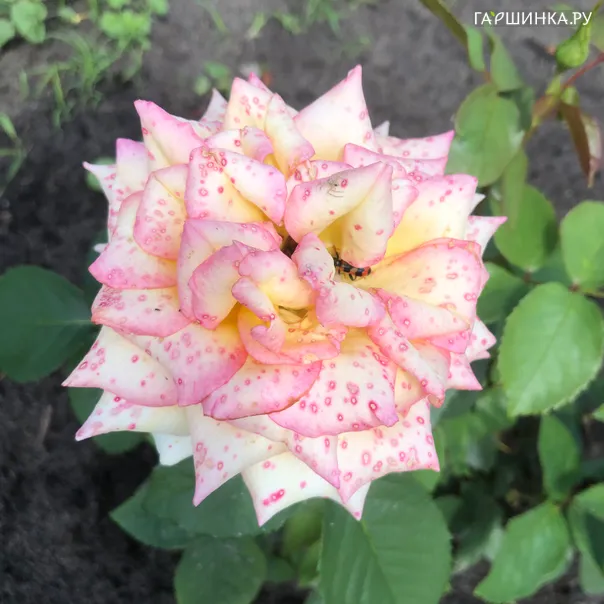 превью изображения отзыва