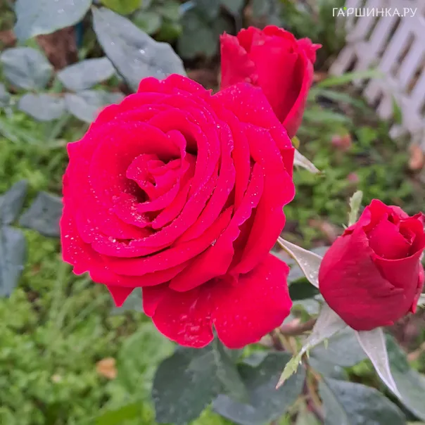 превью изображения отзыва