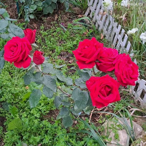 превью изображения отзыва