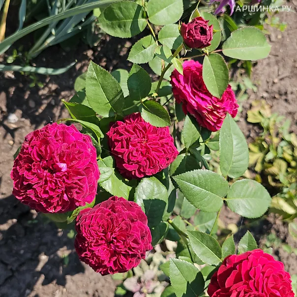 превью изображения отзыва