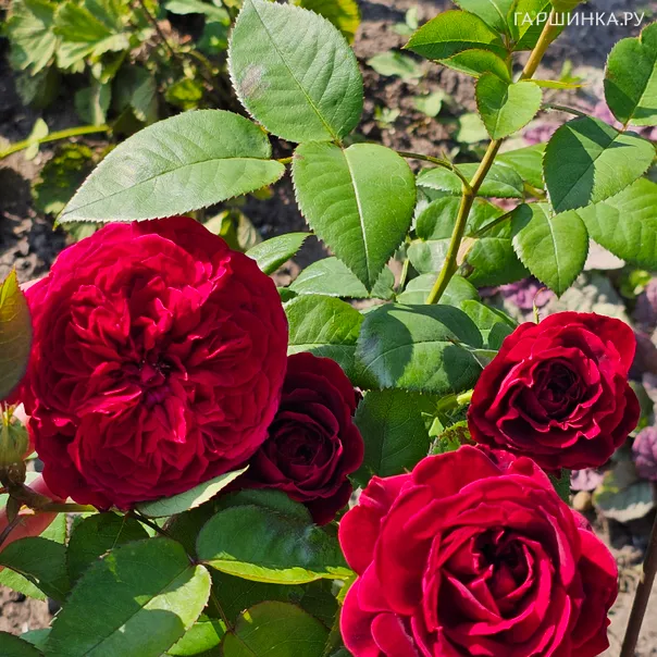 превью изображения отзыва