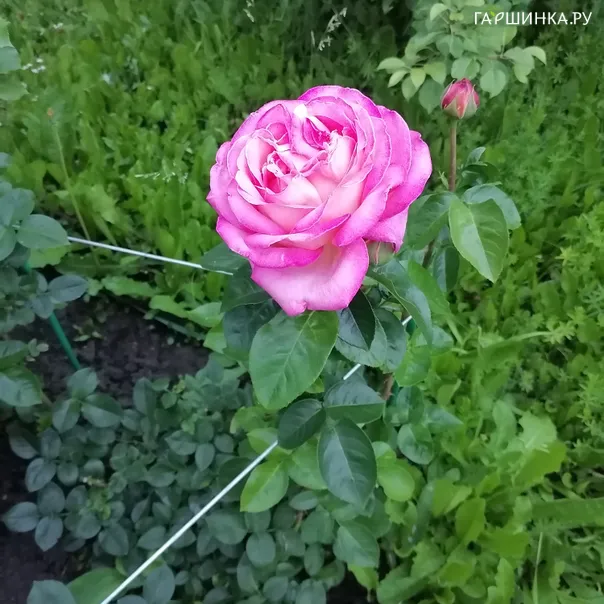 превью изображения отзыва