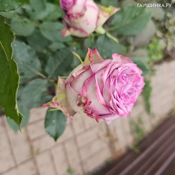превью изображения отзыва