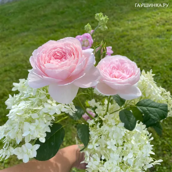 превью изображения отзыва