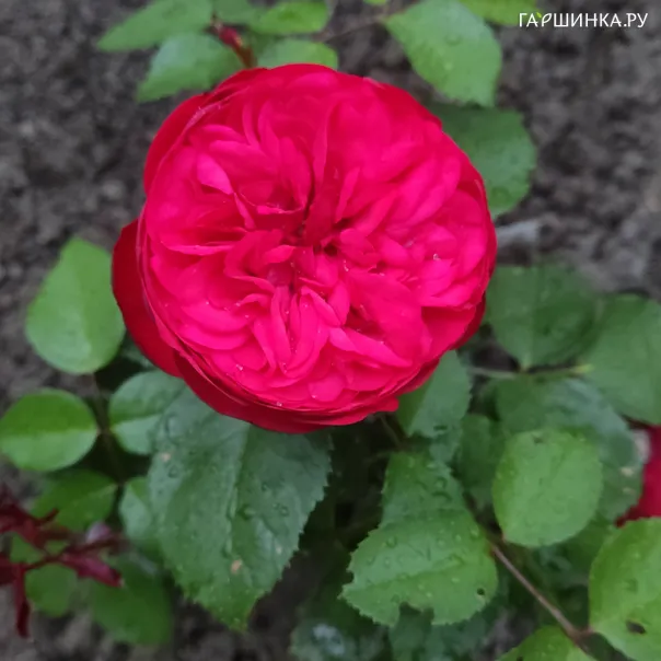 превью изображения отзыва