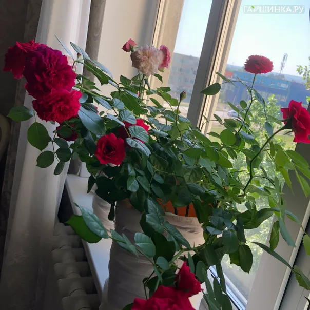 превью изображения отзыва