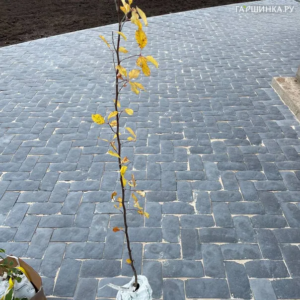 превью изображения отзыва