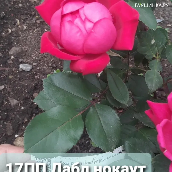 превью изображения отзыва