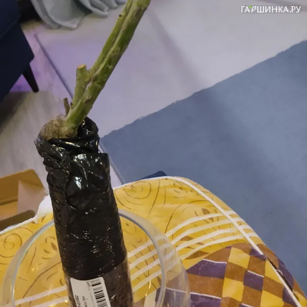 превью изображения отзыва