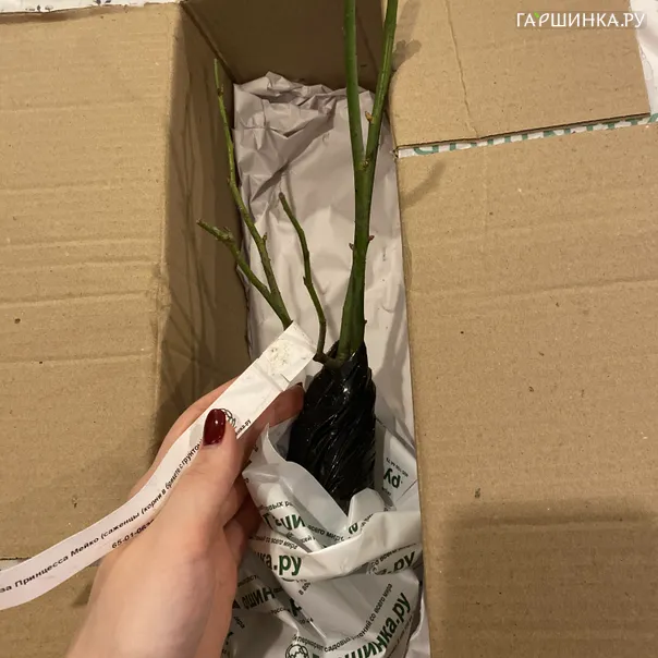 превью изображения отзыва