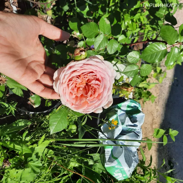 превью изображения отзыва