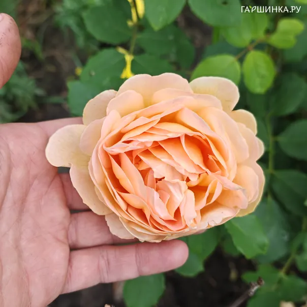 превью изображения отзыва