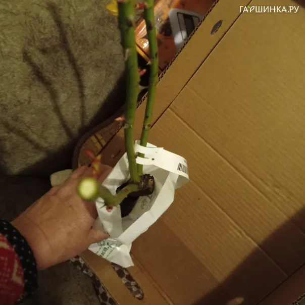 превью изображения отзыва