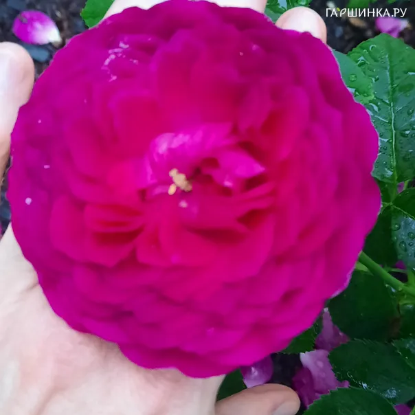 превью изображения отзыва