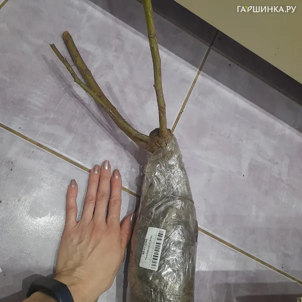 превью изображения отзыва