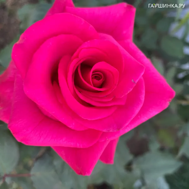 превью изображения отзыва