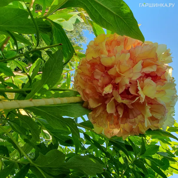 превью изображения отзыва