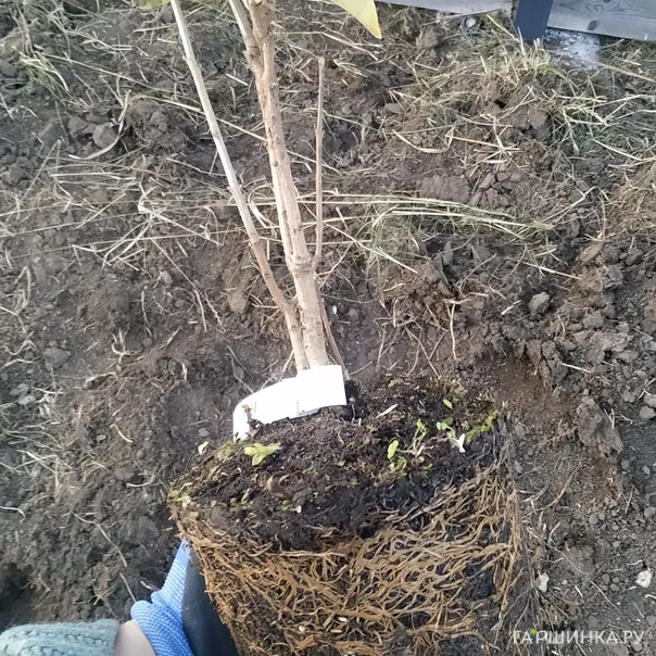 превью изображения отзыва