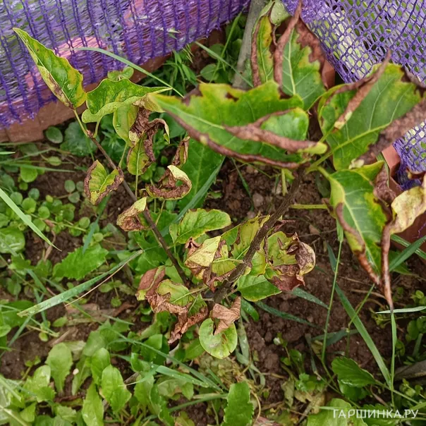 превью изображения отзыва