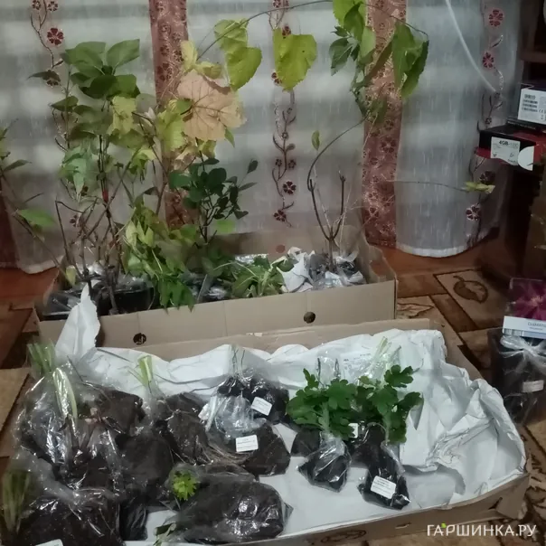 превью изображения отзыва