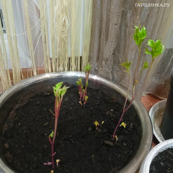 превью изображения отзыва