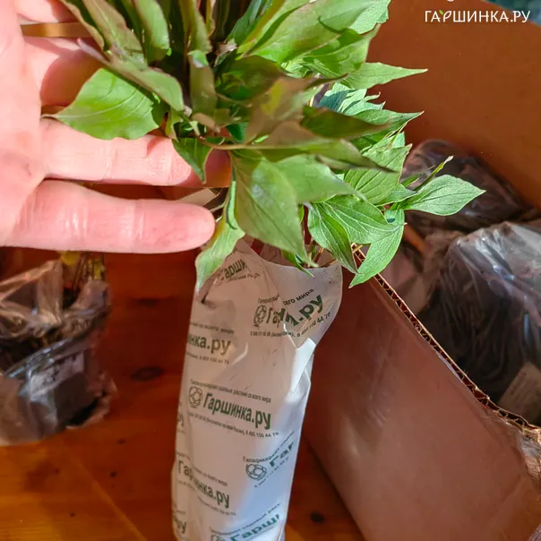превью изображения отзыва