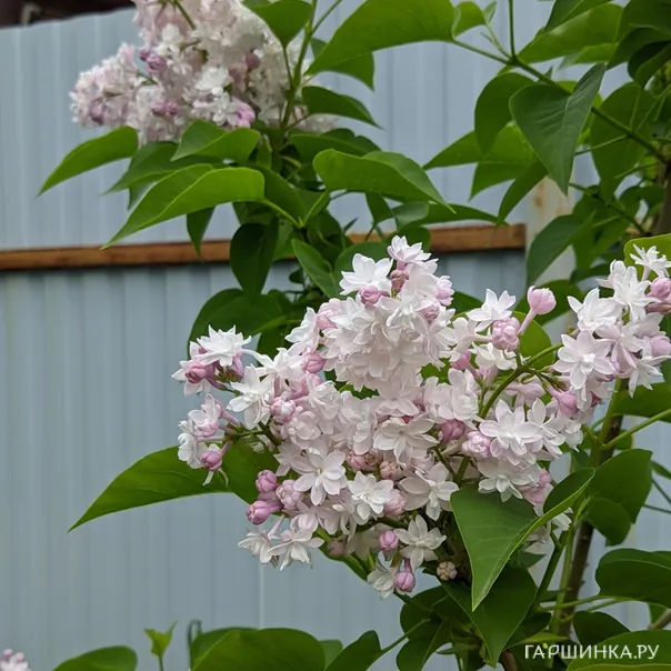 превью изображения отзыва